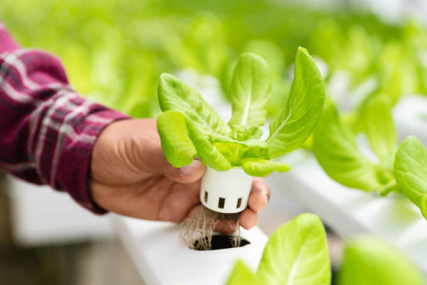 Hydroponics water system